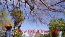 How To Cut Tree Limbs That Are Too High To Reach