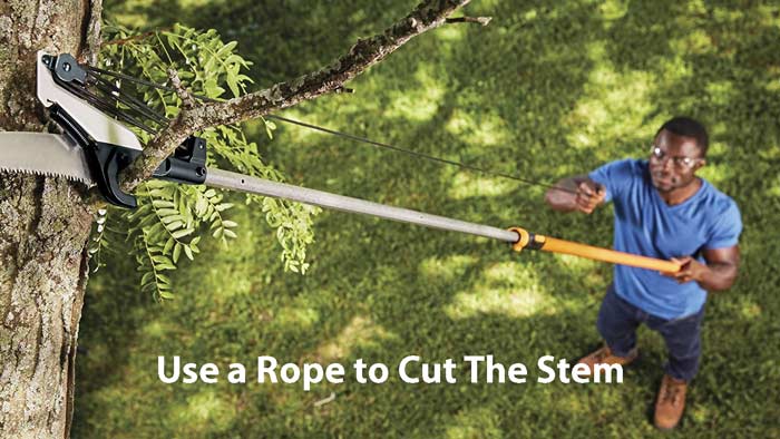 Use a Rope to cut the stem by a Manual Saw