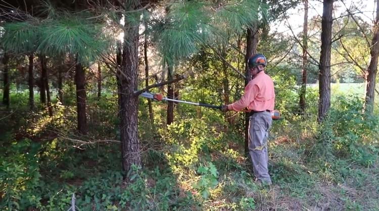 Pole Saw Cutting Techniques