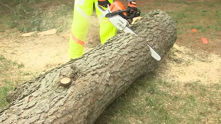 Bucking a Tree​