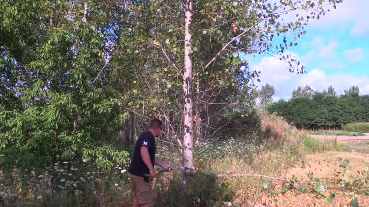 Tips for Cutting Thick Branches with a Pole Saw