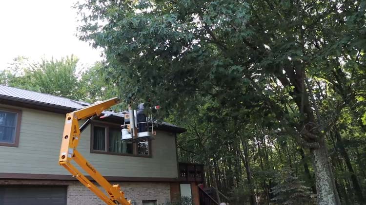 how to cut branches from a tall tree