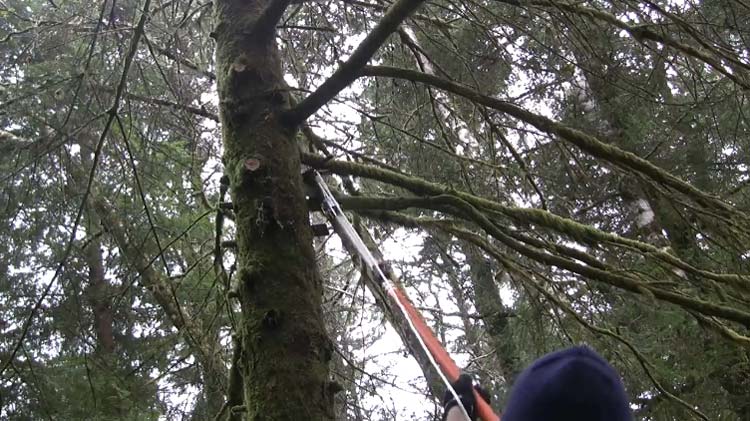 How to Cut High Branches From Ground