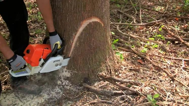 How to Fell a Tree Where You Want it