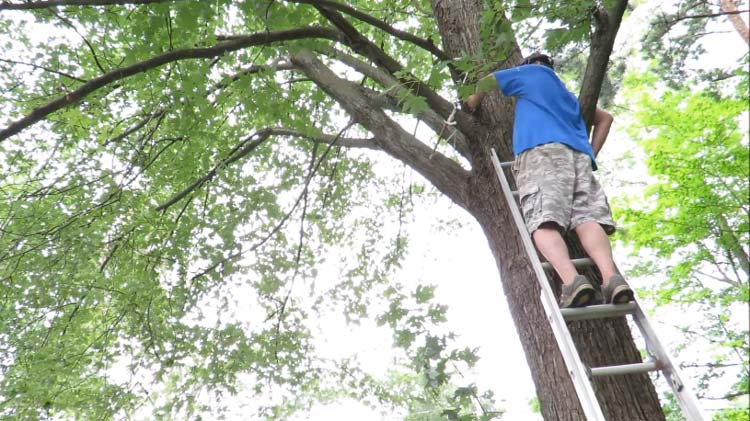 How to Rope Down a Tree Limb