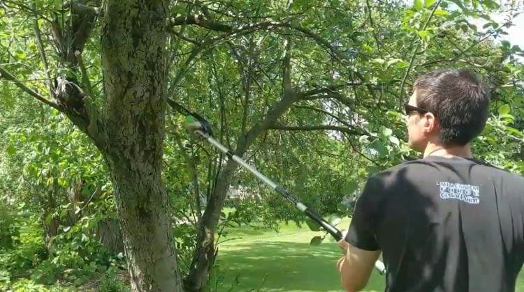 How to use a Pole Saw Safely For Tree Pruning