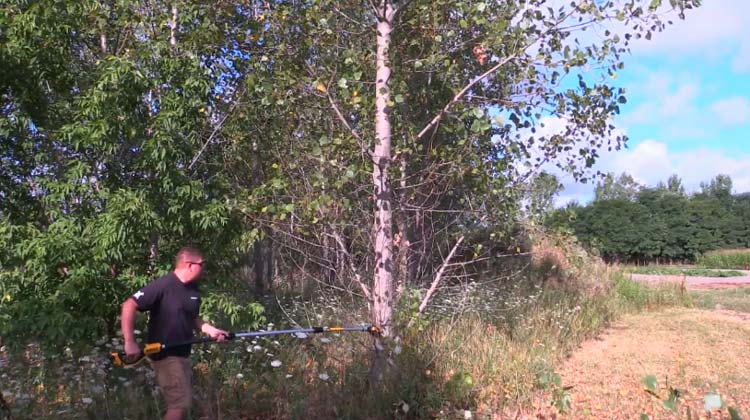 Tips for Cutting Thick Branches with a Pole Saw