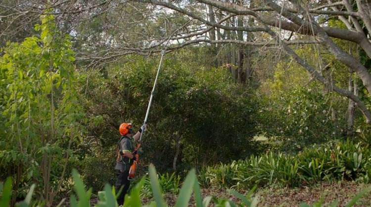 Pole Saw Cutting Techniques