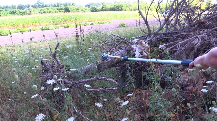 Tips for Cutting Thick Branches with a Pole Saw