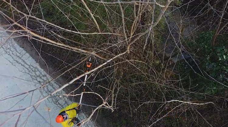 Gas Pole Saw Vs. Cordless Pole Saw