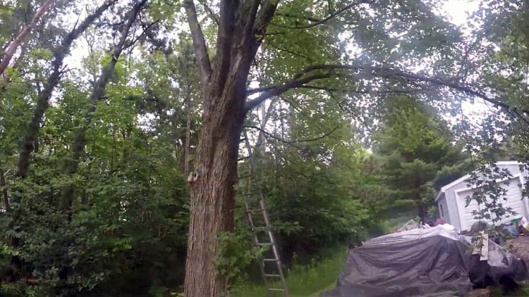 How To Cut Tree Limbs That Are Too High To Reach