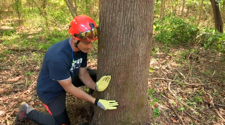 How to Fell a Tree Where You Want it