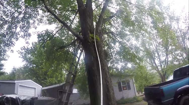 How To Cut Tree Limbs That Are Too High To Reach