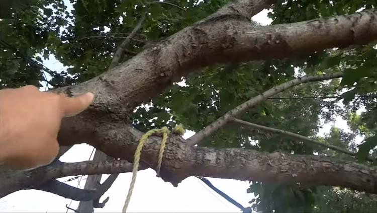 How to Rope Down a Tree Limb