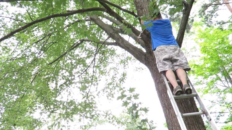 How To Cut Tree Limbs That Are Too High To Reach