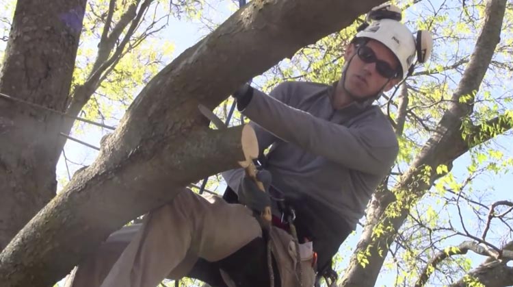 How to Trim Large Trees