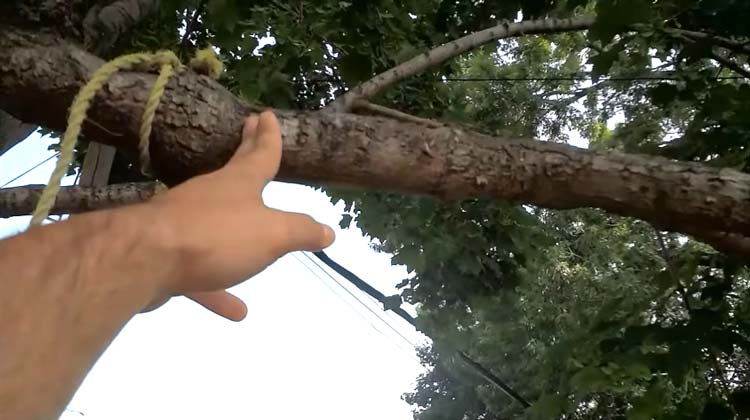 How to Rope Down a Tree Limb