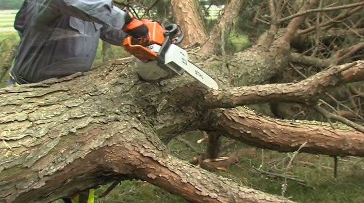  Limbing a Tree