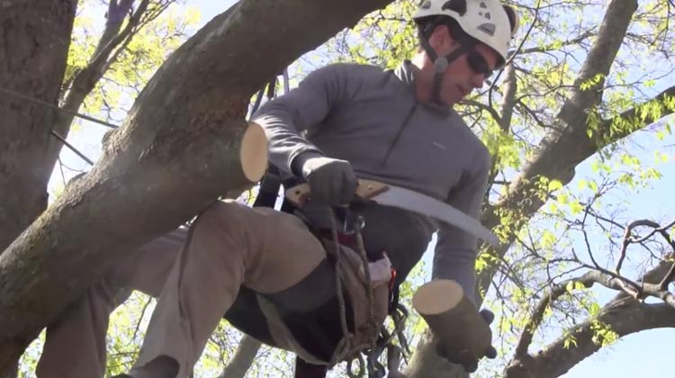 How to Trim Large Trees