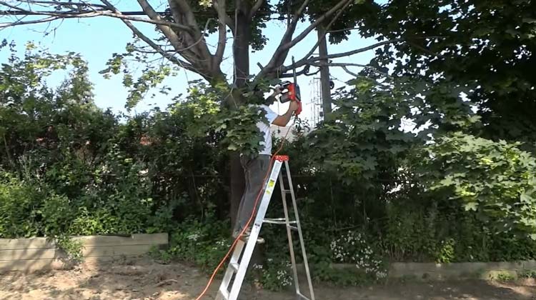 How to Rope Down a Tree Limb