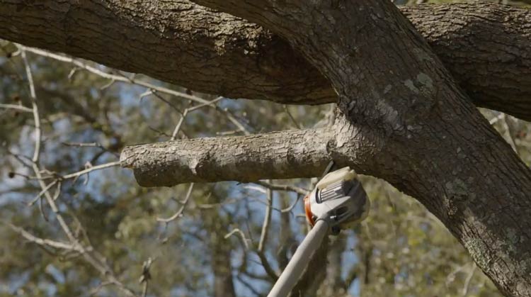 Pole Saw Cutting Techniques