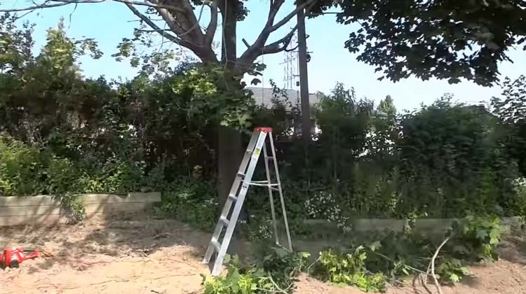 How to Rope Down a Tree Limb