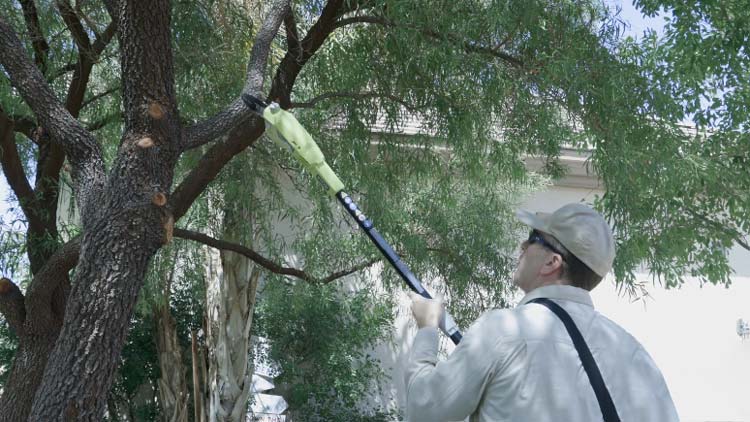 Trimming The Trees