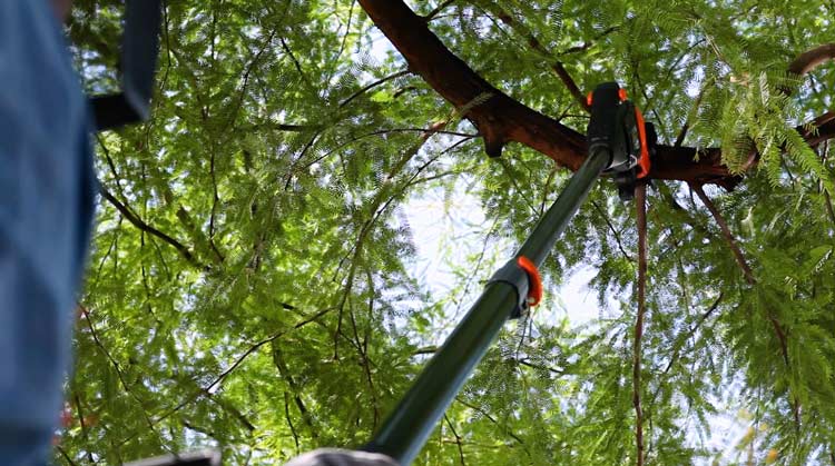 Tips To Handle Pole Saw Safely Without Any Risks